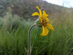 Слика од Arnica parryi A. Gray