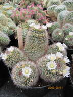 Image of Mammillaria zeilmanniana Boed.