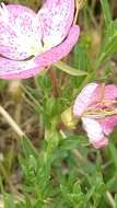 Imagem de Oenothera canescens Torr.