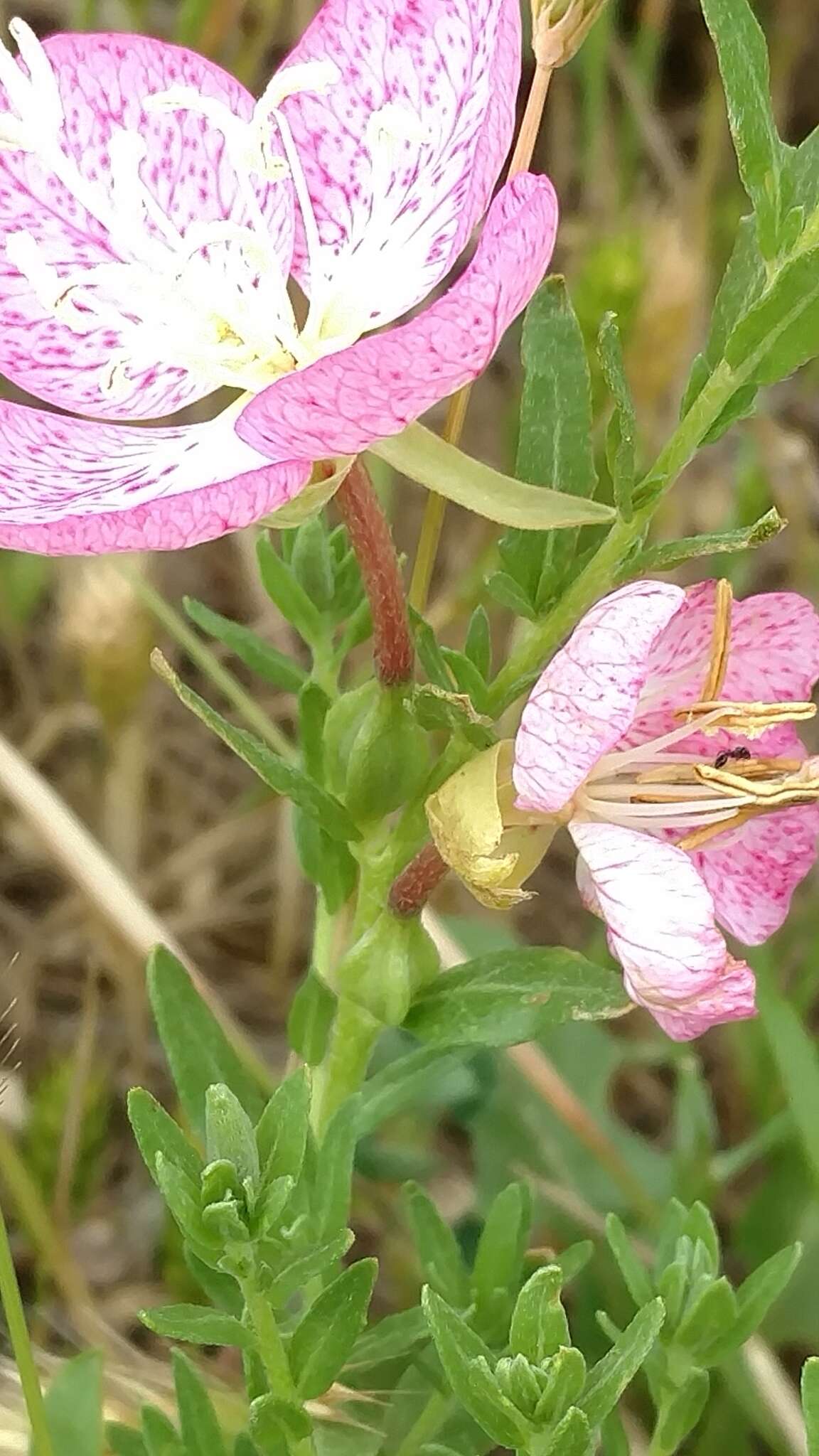 Plancia ëd Oenothera canescens Torr.