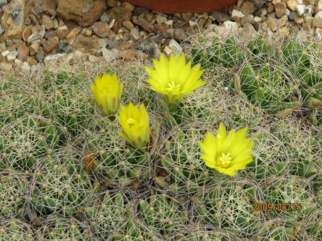 Image of Green-fruit Nipple Cactus