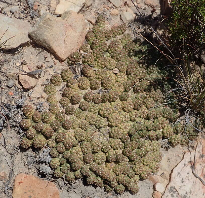 Image of Euphorbia willowmorensis