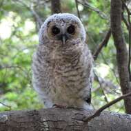 Image of Rufous-legged Owl