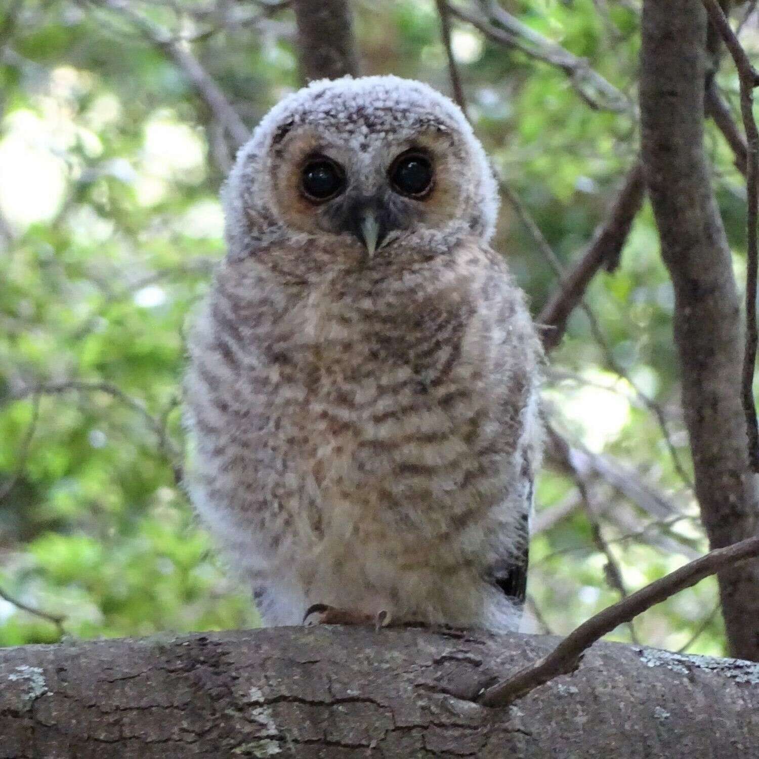 Image of Rufous-legged Owl