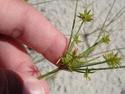 Image of Gray's Flat Sedge