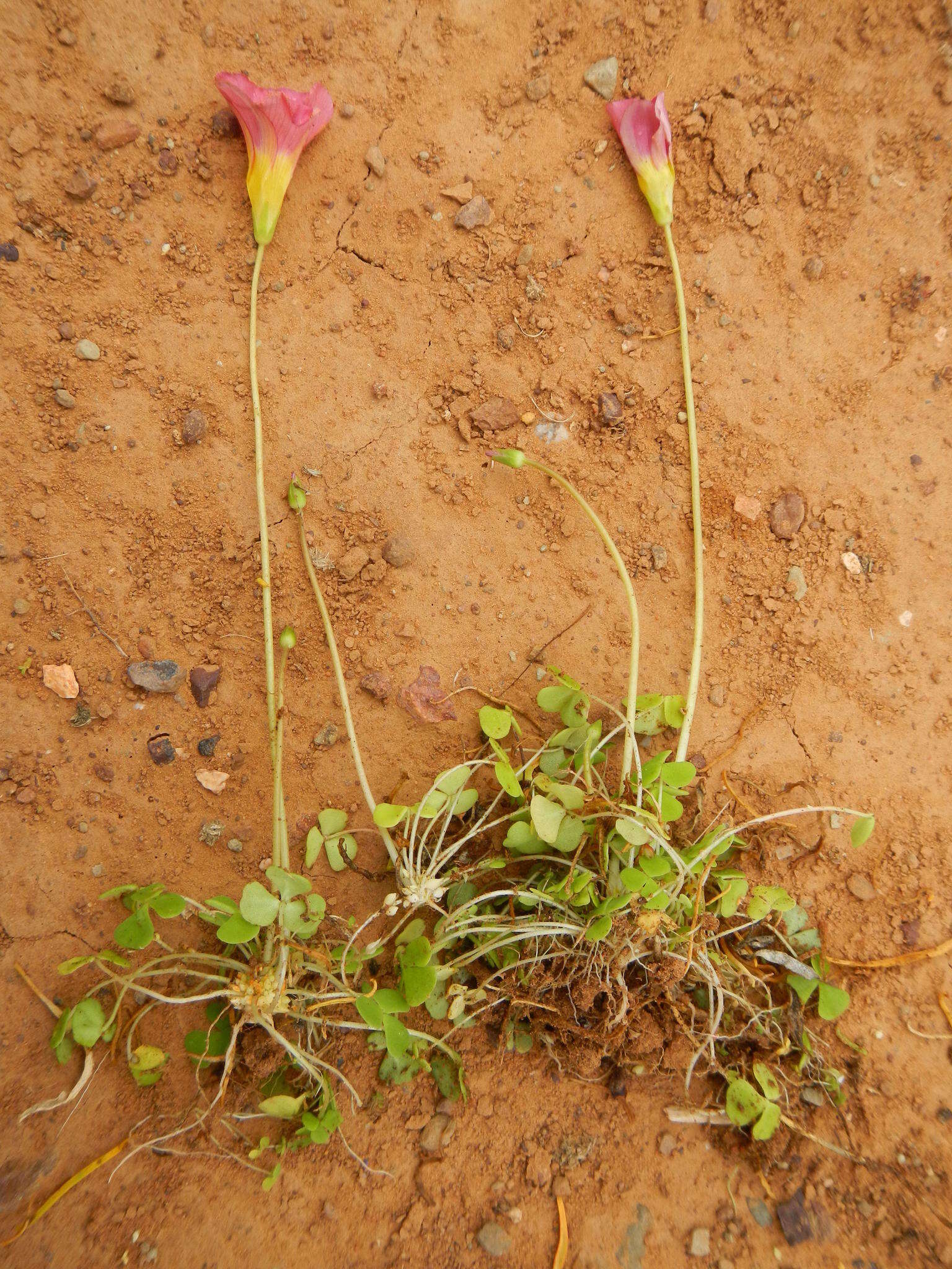 Sivun Oxalis inaequalis Weintroub kuva