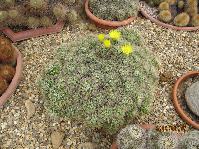 Image of Green-fruit Nipple Cactus