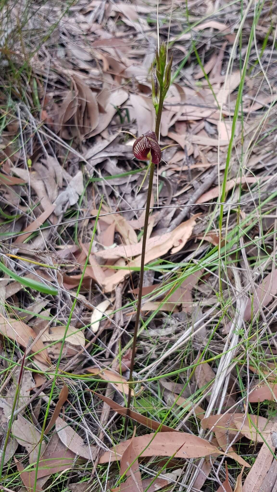 Image of Bonnet orchid