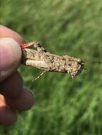 Image of Mottled Sand Grasshopper