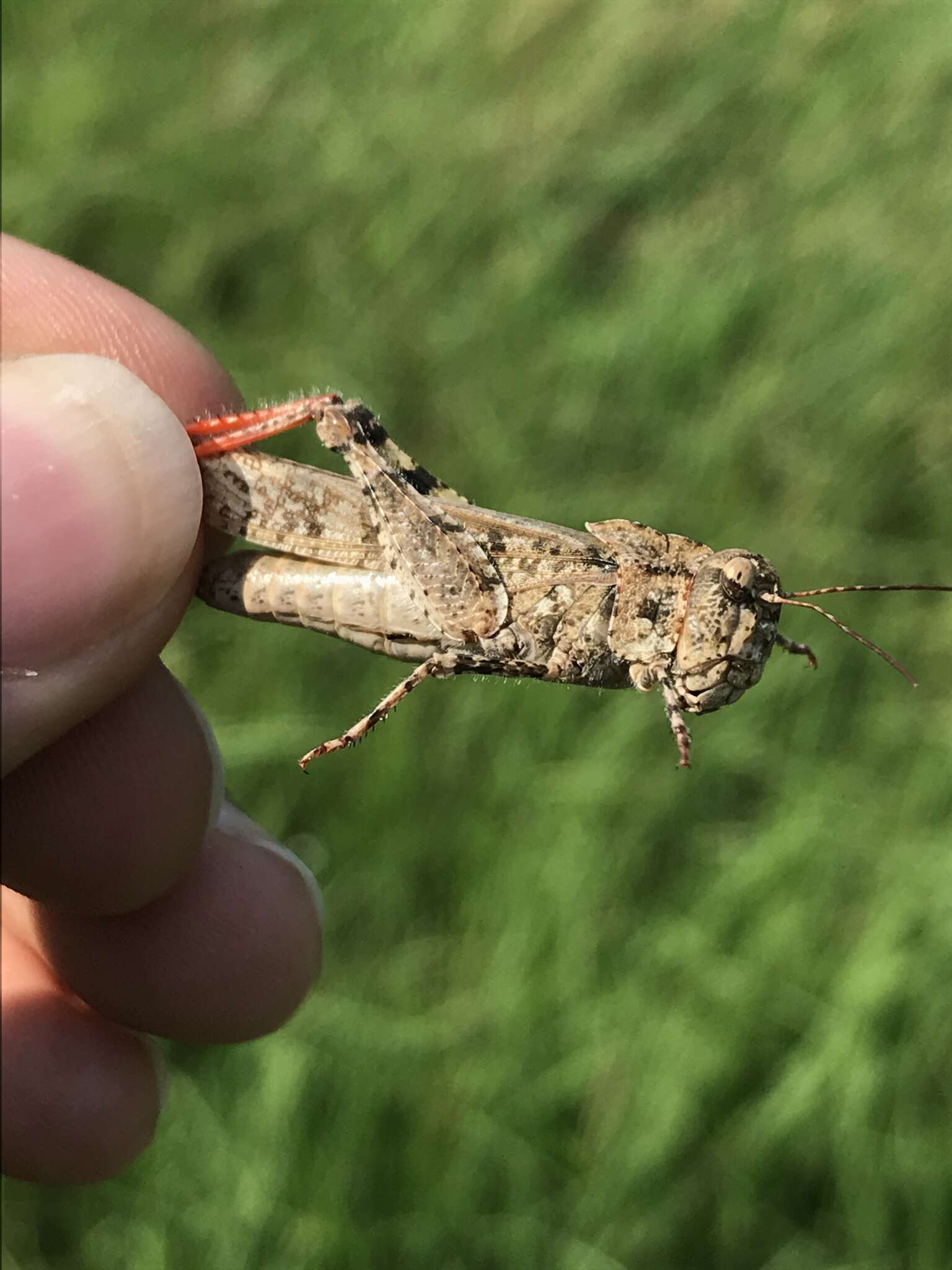 Image of Mottled Sand Grasshopper