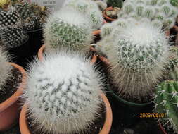 Image of Thelocactus macdowellii (Rebut ex Quehl) W. T. Marshall