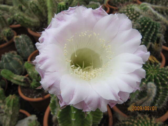 Image of Echinopsis oxygona