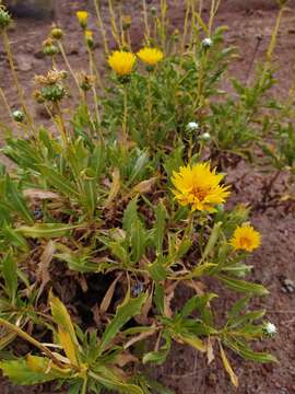 Imagem de Grindelia chiloensis (Cornel.) Cabrera