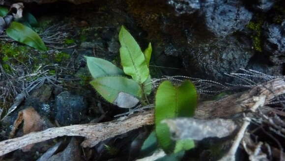 Image of Elaphoglossum hybridum (Bory) Brack.