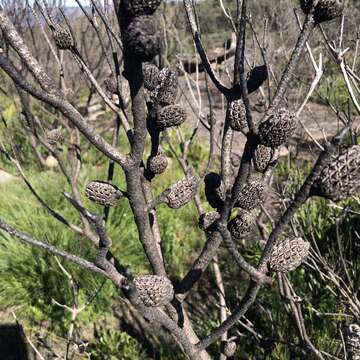 Image of Allocasuarina distyla (Vent.) L. A. S. Johnson