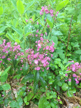 Image of sheep laurel