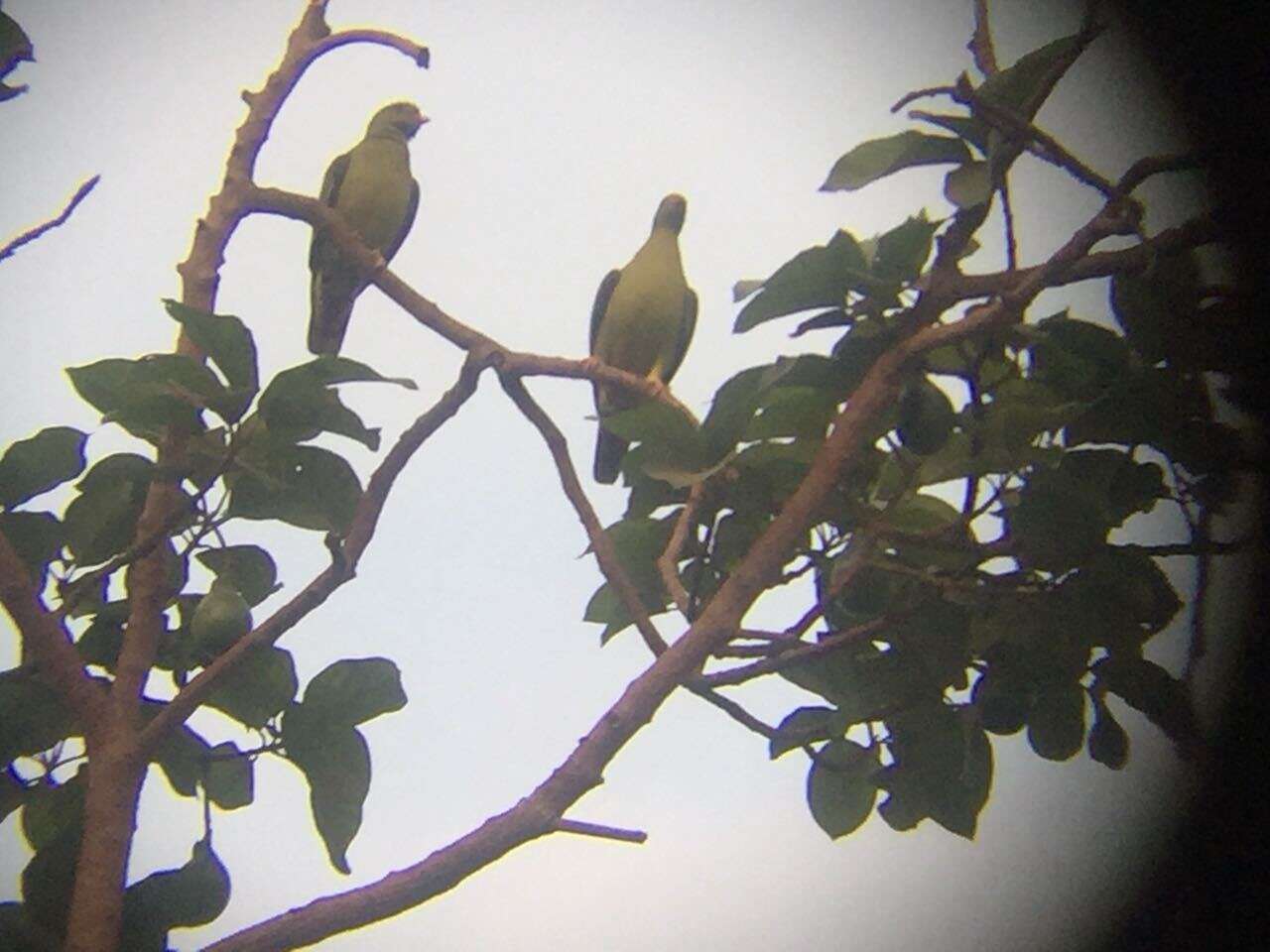 Image of African Green Pigeon