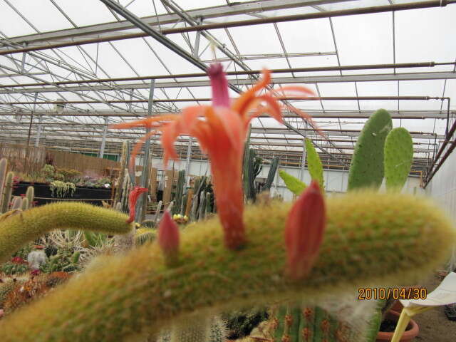 صورة Cleistocactus winteri D. R. Hunt