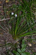 Image de Libertia mooreae Blanchon, B. G. Murray & Braggins