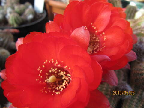 Echinopsis tubiflora resmi