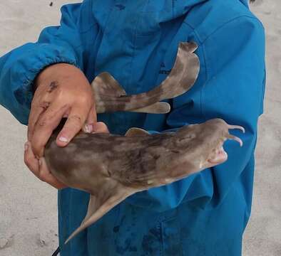 Image of Western Wobbegong