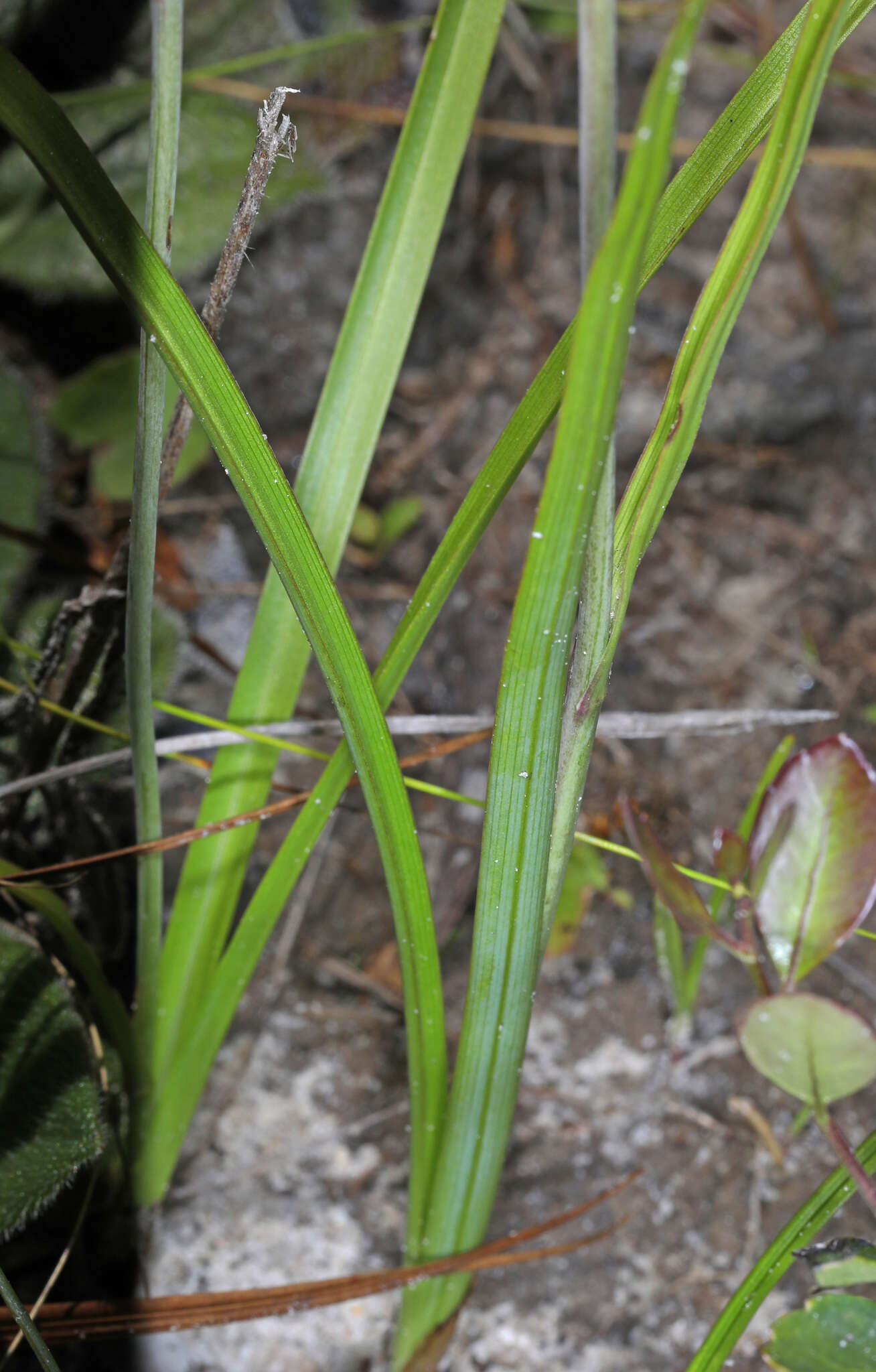 Image of Stenanthium densum (Desr.) Zomlefer & Judd