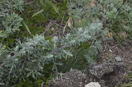 Image of Artemisia pannosa Krasch.