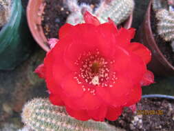 Echinopsis tubiflora resmi