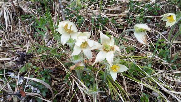 Image of eastern pasqueflower