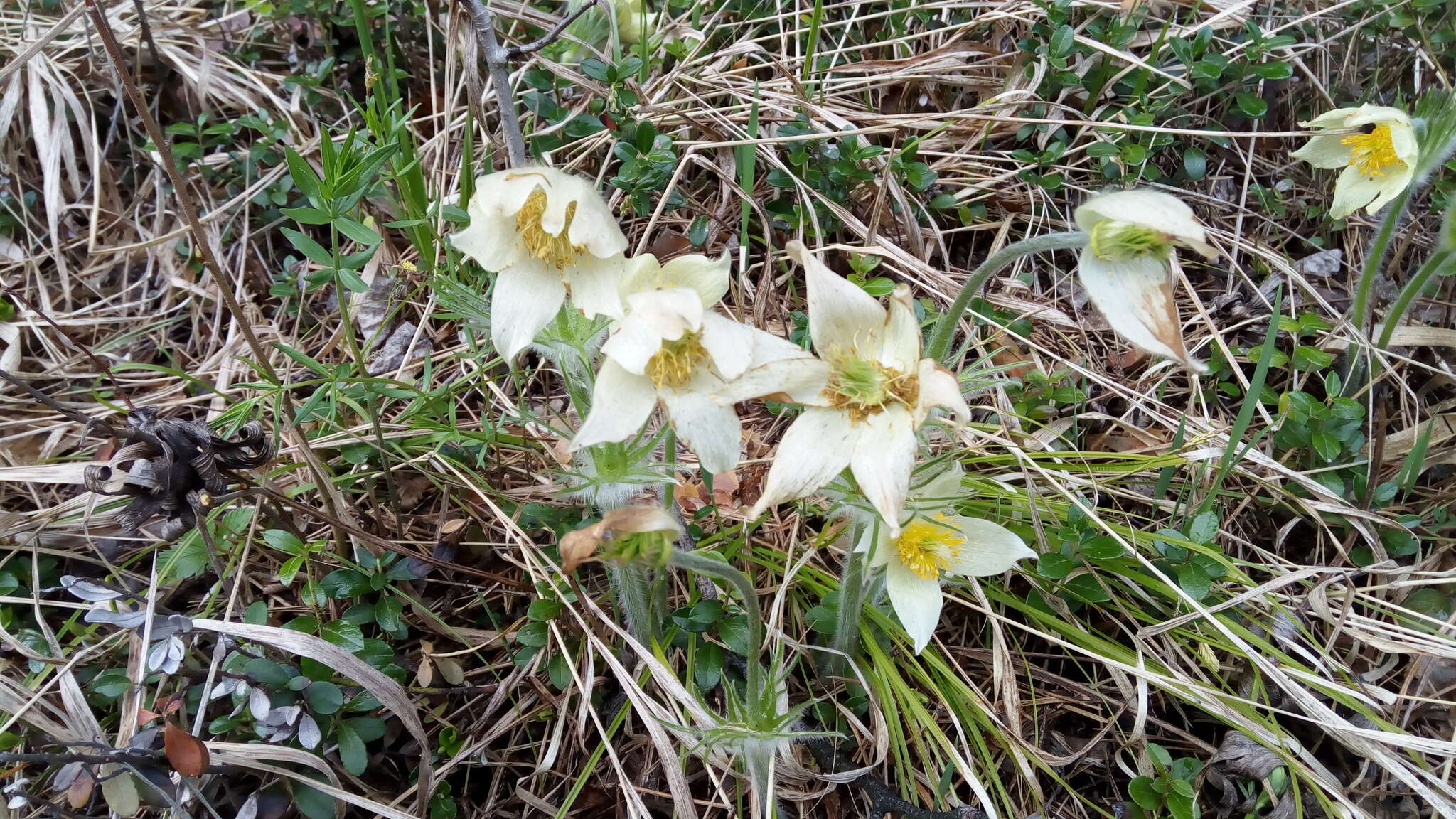 Image of eastern pasqueflower