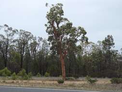 Angophora leiocarpa (L. Johnson ex G. Leach) K. R. Thiele & P. Y. Ladiges的圖片