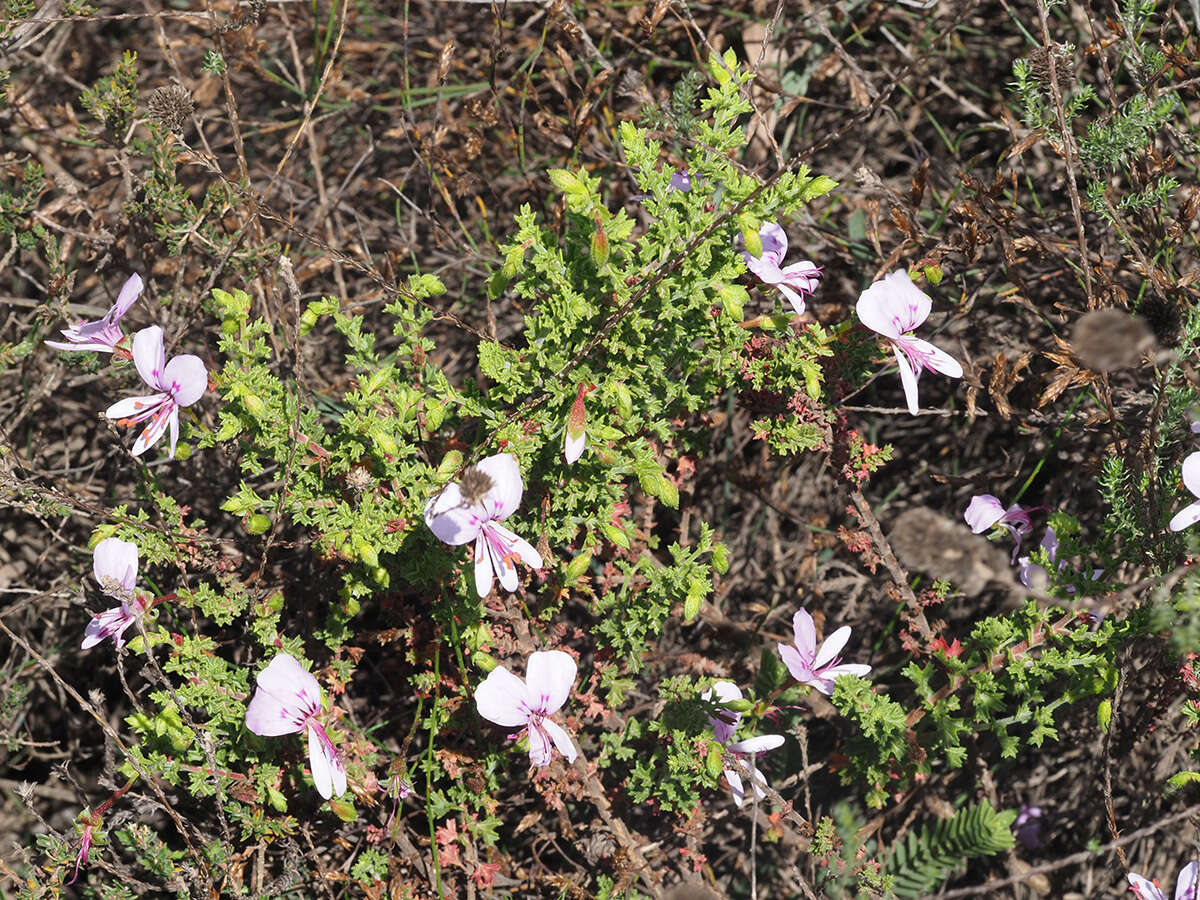 Image of Pelargonium crispum (Berg.) L'Her.