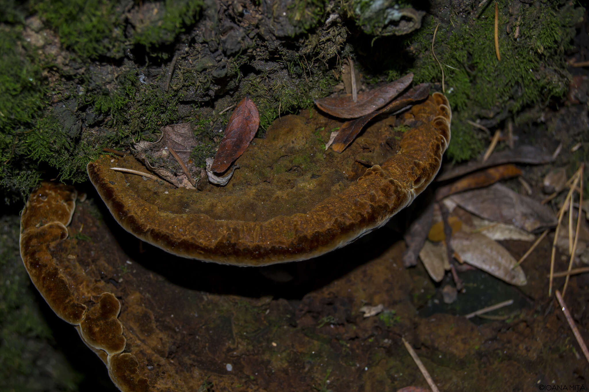 Image of Fuscoporia torulosa (Pers.) T. Wagner & M. Fisch. 2001