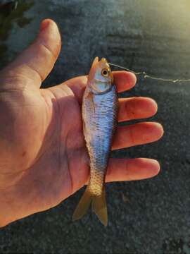 Image of Striped Shiner