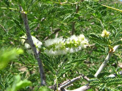 Image of Bushy three-thorn acacia