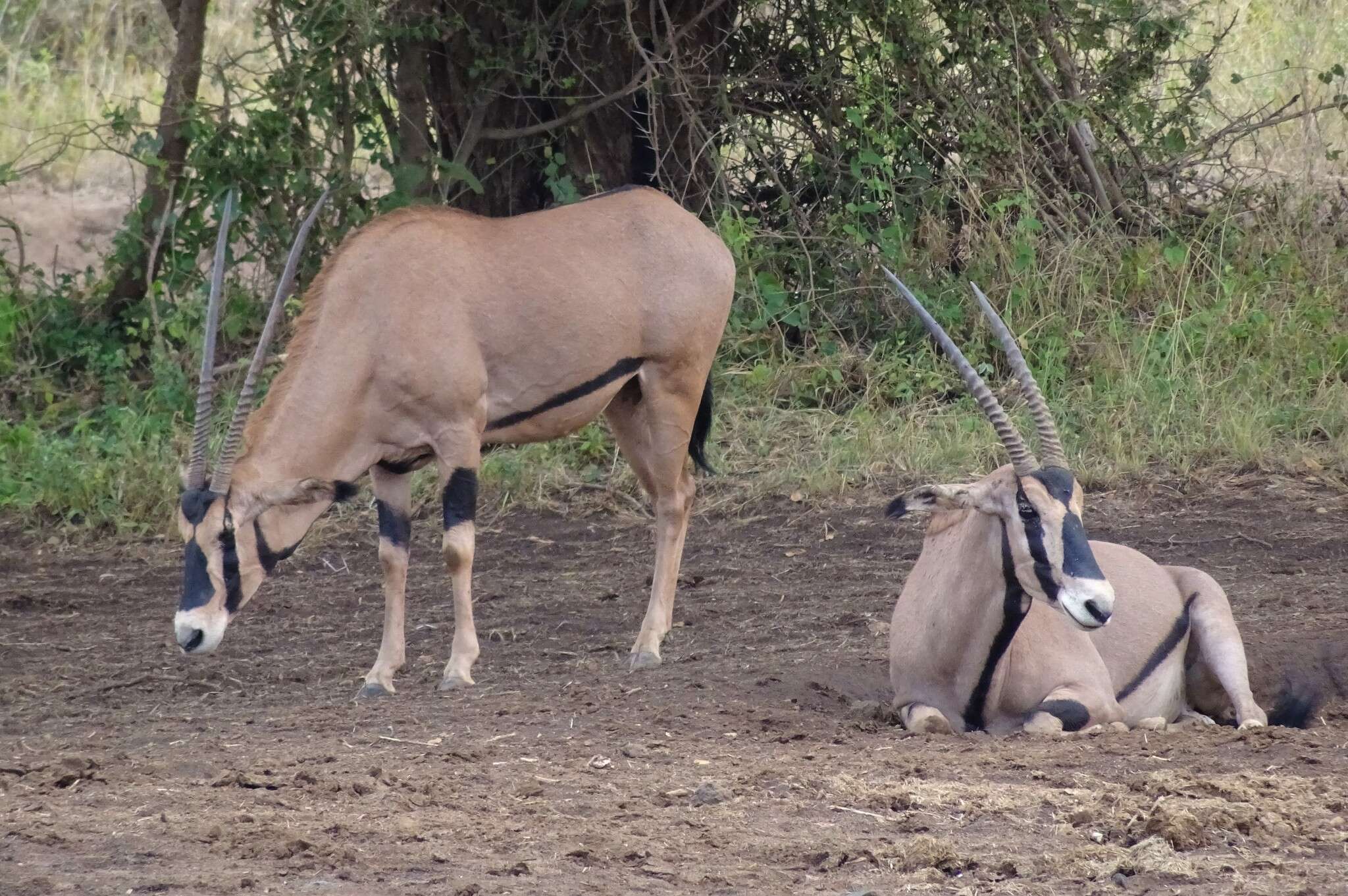 Image of Fringe-eared oryx