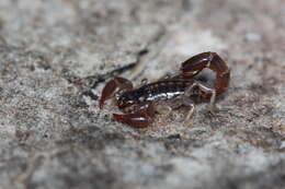 Image of Bothriurus asper Pocock 1893