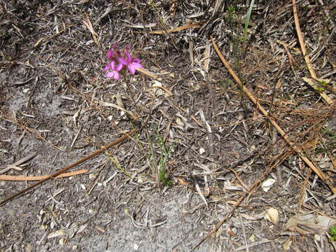 Image of Stylidium hirsutum R. Br.