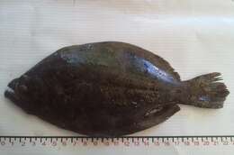 Image of Toothed flounder