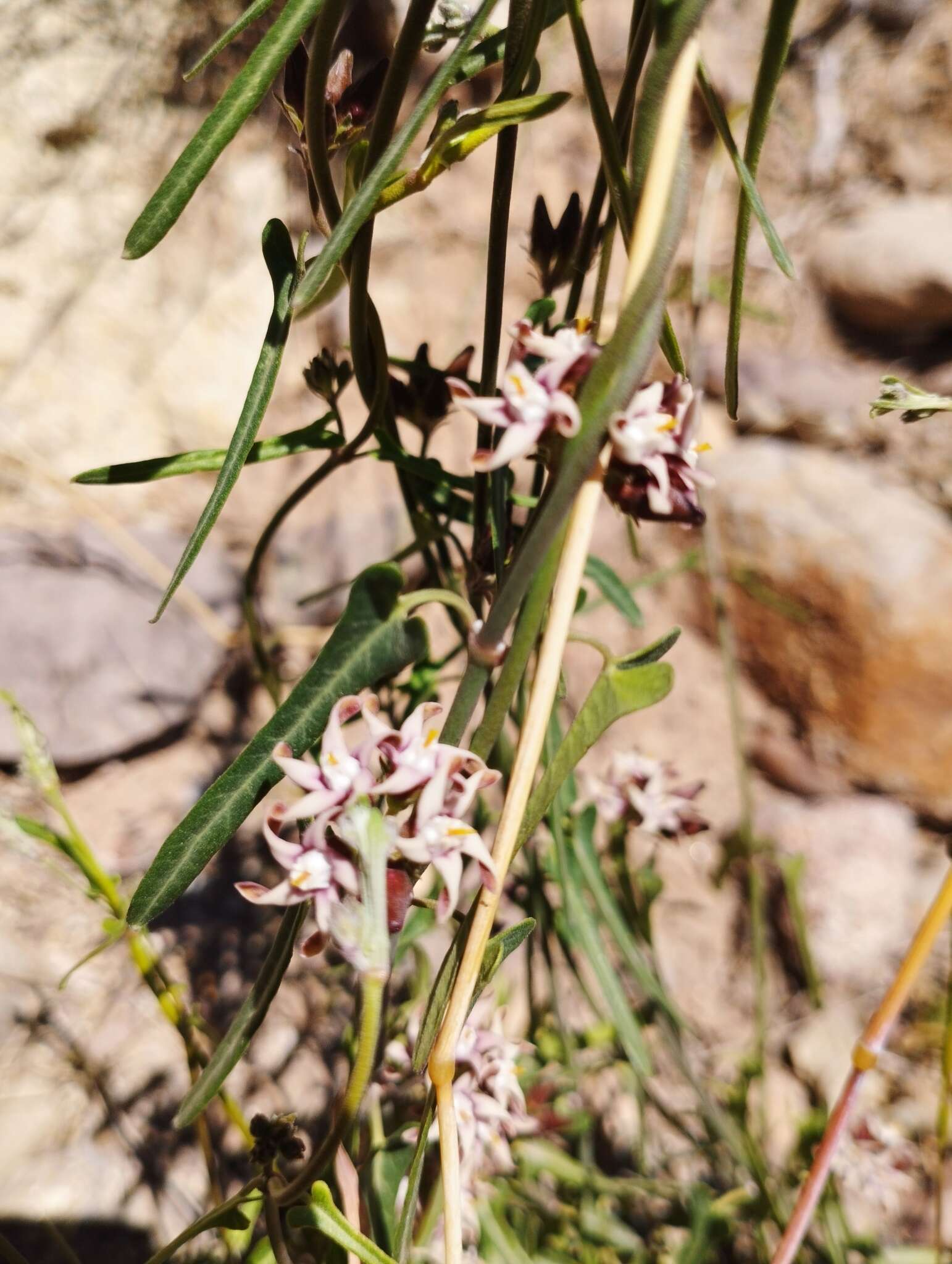 Image of Tweedia stipitata G. H. Rua & Liede