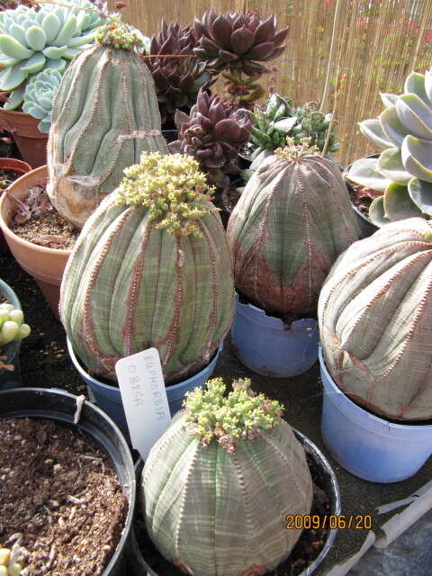 صورة Euphorbia obesa Hook. fil.