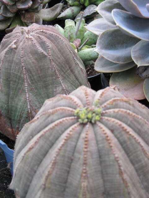 Image of Euphorbia obesa Hook. fil.