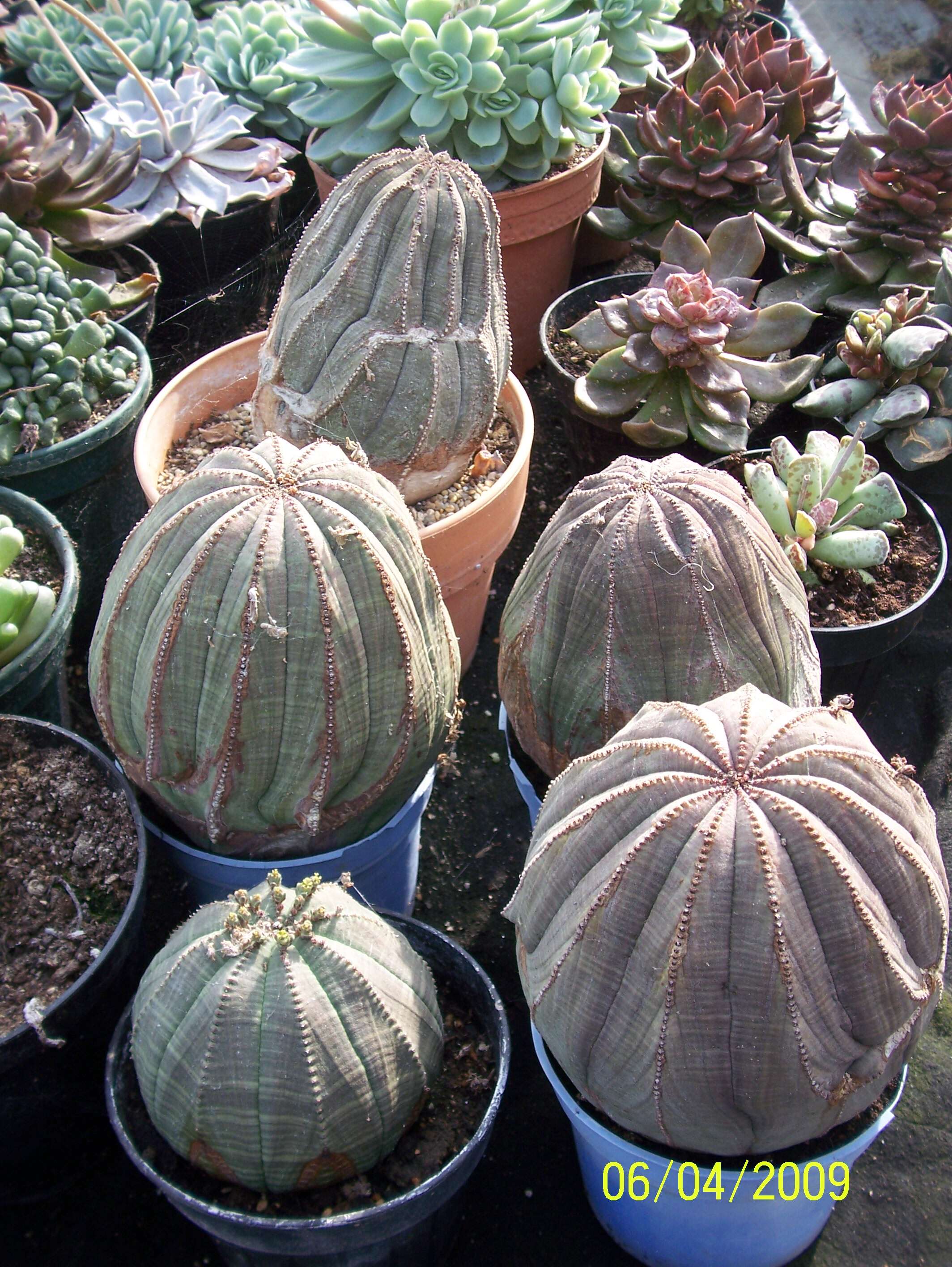 Image of Euphorbia obesa Hook. fil.