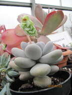 Image of Pachyphytum oviferum J. A. Purpus