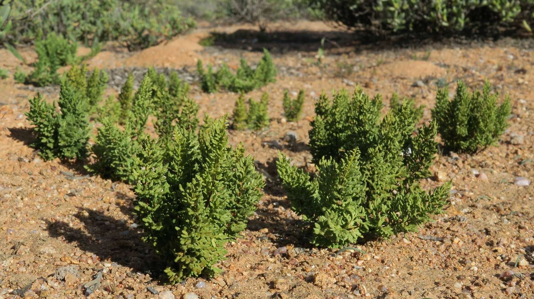 Sivun Cheilanthes robusta (Kunze) Tryon kuva