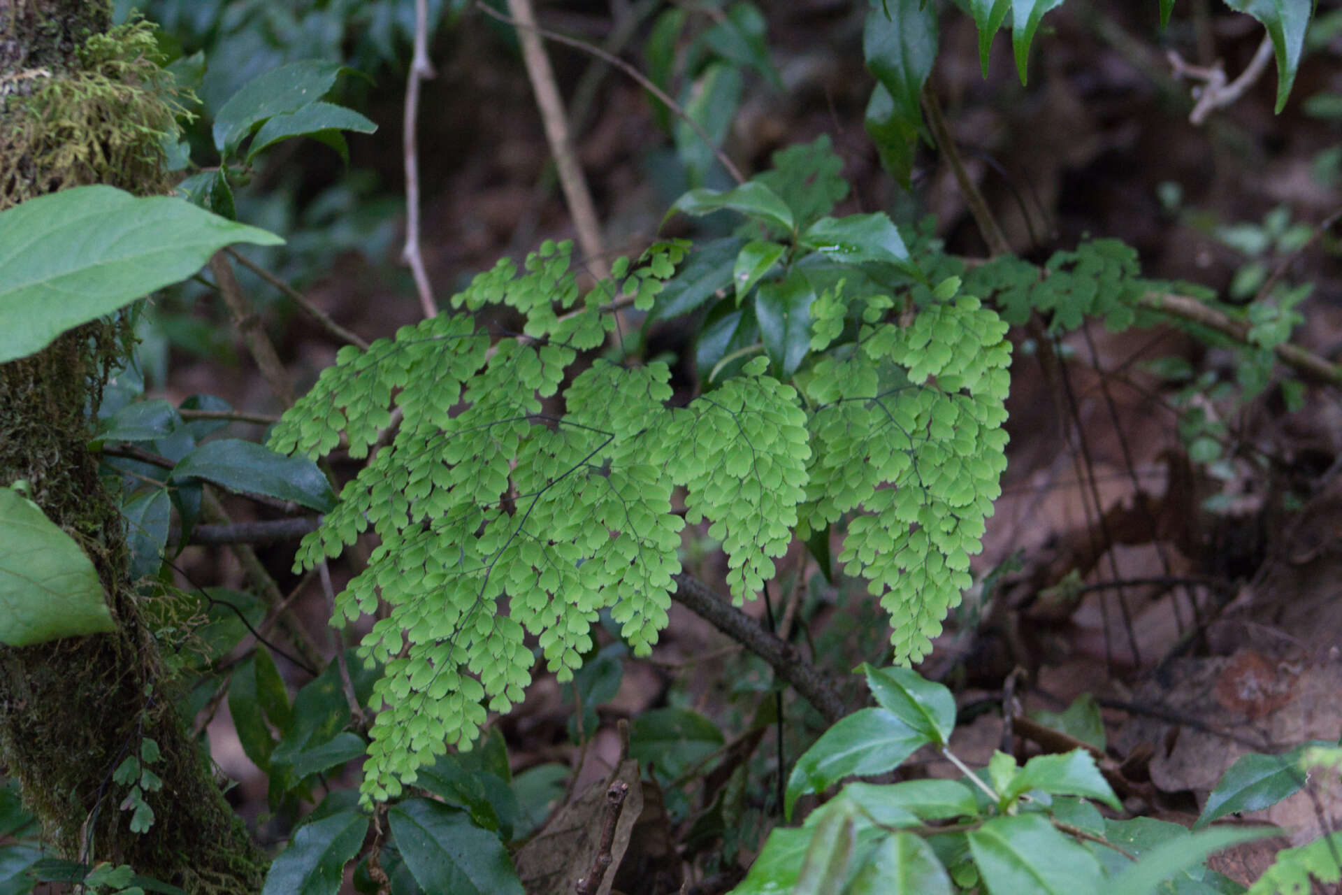 Plancia ëd Adiantum poiretii Wikstr.