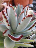 Image of Kalanchoe tomentosa Baker