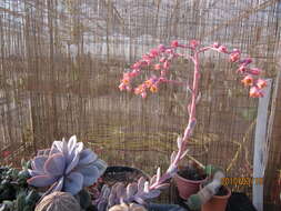 Image of Echeveria lilacina M. Kimnach & R. Moran