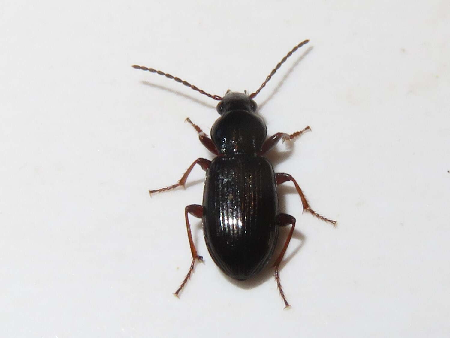 Image de Pterostichus (Phonias) diligens (Sturm 1824)