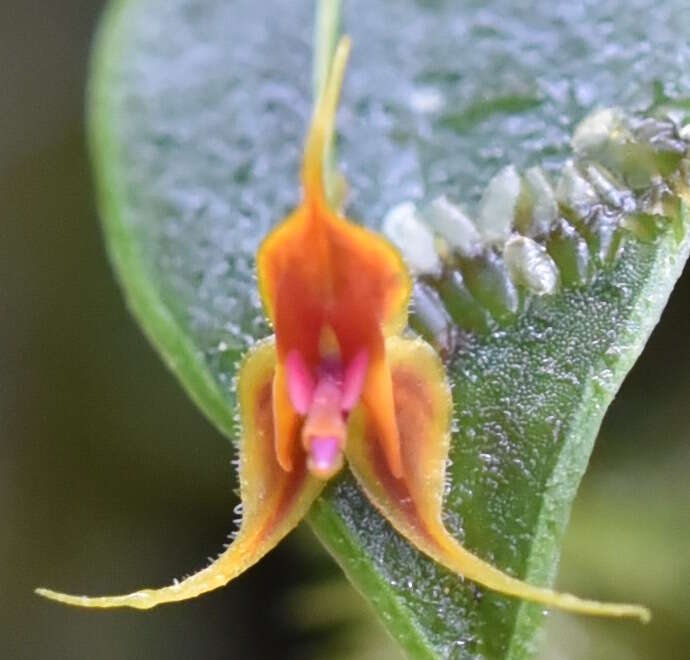 Image of Lepanthes kuijtii Luer & Hirtz